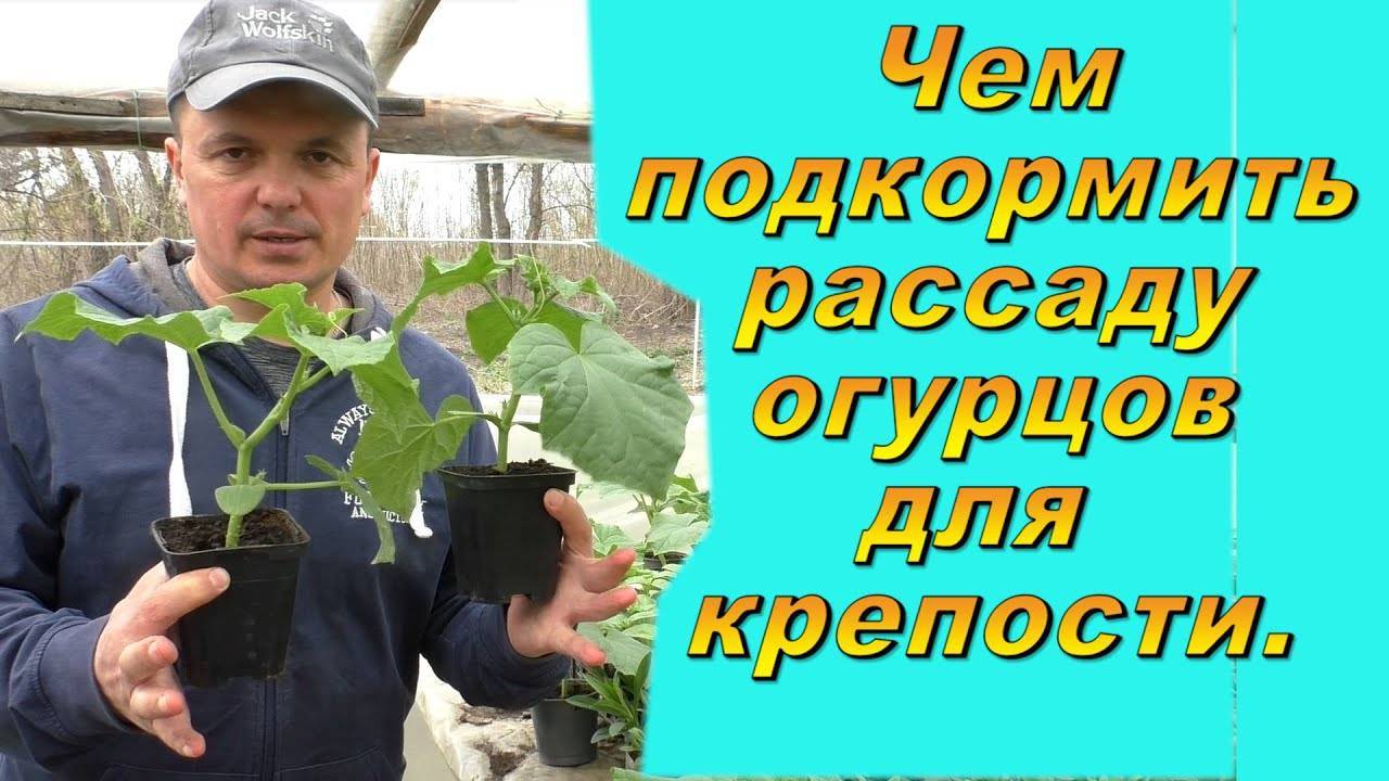 Чем ПОДКОРМИТЬ РАССАДУ ОГУРЦОВ, чтобы она была  ЖИРНЕНЬКОЙ и КОРЕНАСТОЙ. Секреты мощных стеблей! 🌱
