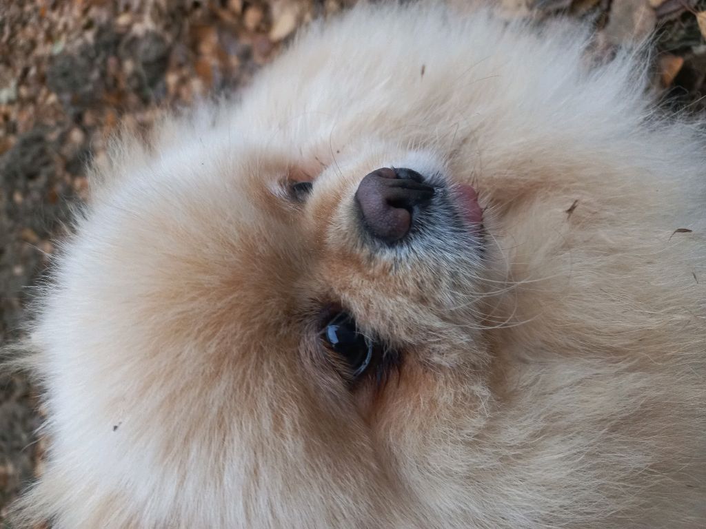 Колаб