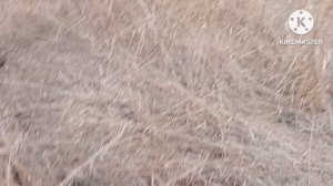 Металлокоп с X Terra Elite.