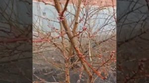 Ну вот и в Троицке снег пошел!