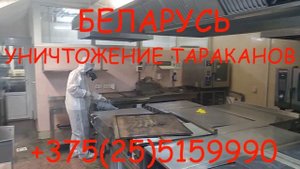 Дезинсекция тараканов в Беларуси. Травка тараканов холодным и горячим туманом. Обработка тараканов.