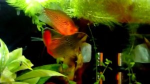 Нерест гурами жемчужных