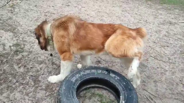 Михаил Авдеевич ищет семью. Приют для животных Сириус в Киевской области. смотреть онлайн