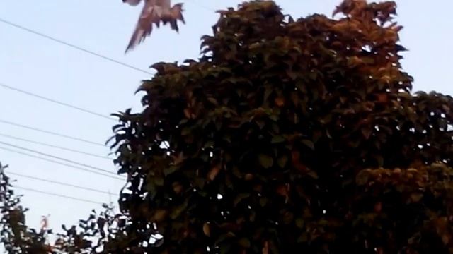 андижанцы в тольятти смотреть онлайн