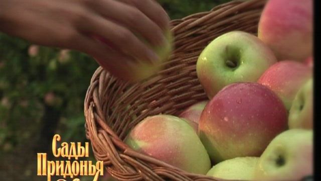 Реклама Сады Придонья смотреть онлайн