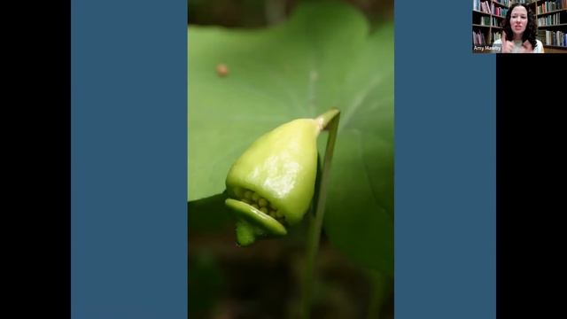 DCIS Lecture Series: Native Spring Ephemerals