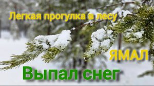 Весны-то выпало! Сколько снега за ночь! Так бывает лишь на ЯМАЛЕ!