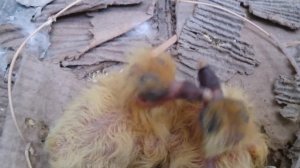 Злобные новорожденные птенцы голубя дерутся. Angry newborn baby birds are fighting