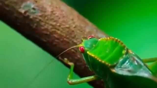 Карликовая игрунка изучает кузнечика смотреть онлайн