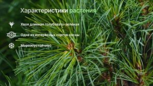 Ниагара фоллс - Сосна Веймутова (Pinus strobus 'Niagara Falls') - плакучая хвоя