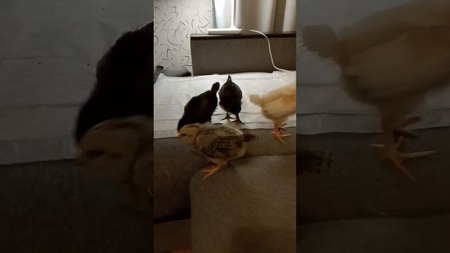 Наши цыплята из инкубатора Обзор обучение влок