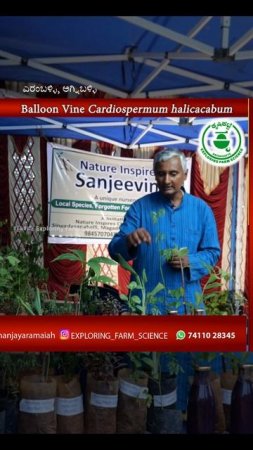 Cardiospermum Halicacabum Balloon vine #weedsasfood heart pee winter cherry @krishikatte