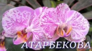 №1063/ СВЕЖАЯ поставка ОРХИДЕЙ в с/ц на АТАРБЕКОВА. Горшки для КОМ. РАСТЕНИЙ