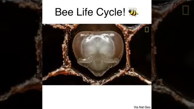How bee life cycle in real смотреть онлайн