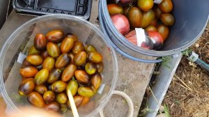 Атомный виноград бреда - три версии