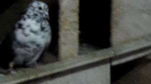 Безкружные голуби. Чёрный оттенок.