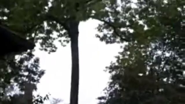 Monster Oak Removal смотреть онлайн