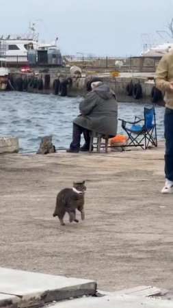котик рыбак, знает где водится рыбка