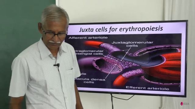 Chemical co ordination & integration(NCERT) | heart kidney gut hormones