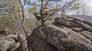 Деревья на камнях гора Церковка в Белокурихе
