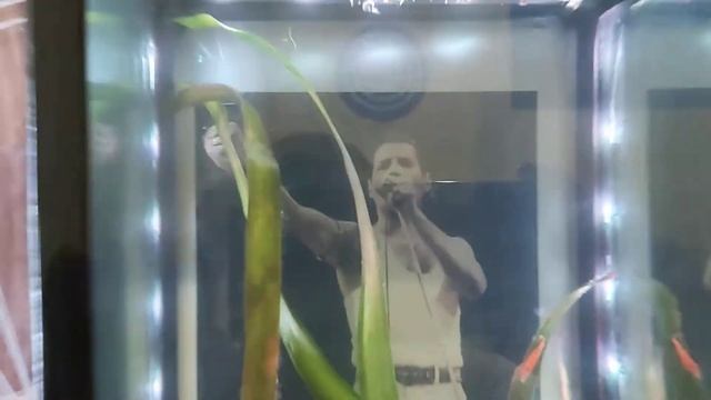 Freddie mercury and fishes Live Aid смотреть онлайн