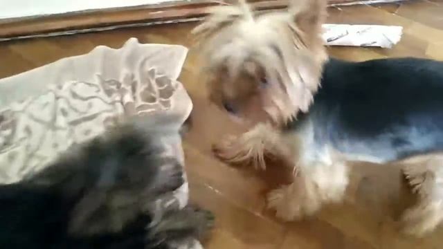 Два терьера не могут поделить одну игрушку. смотреть онлайн