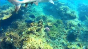 Акула марса Алам рядом с отелем best western 4*