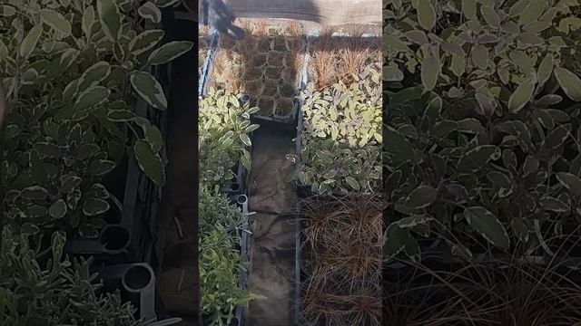 Закаливание рассады! Это обязательно!