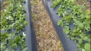 Выращивание клубники в Краснодарском крае в открытом грунте. Последствия заморозков.