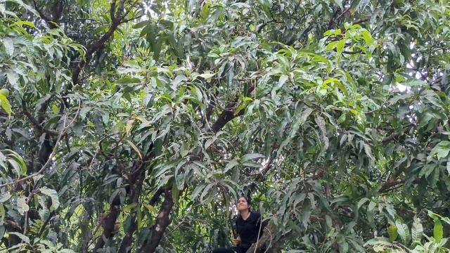 घरच हपस  Homegrown Alphanso  Mango  Ratnagiri Hapus  Kokan harvesting villagelife mango