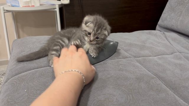 Котенок