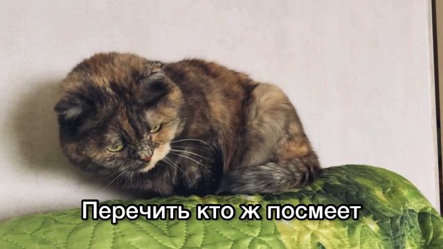 Кошка о ситуации в мире смотреть онлайн