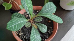 жизнь в деревне, мои комнатные цветы, деревенские будни