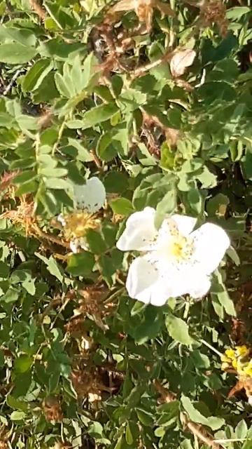 Шиповник цветет белыми цветами / Rosehip blooms with white flowers