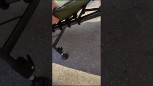 Мощная усиленная карповая раскладушка!