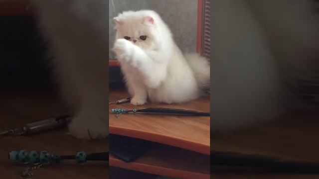 Lyukorn Rolanda смотреть онлайн