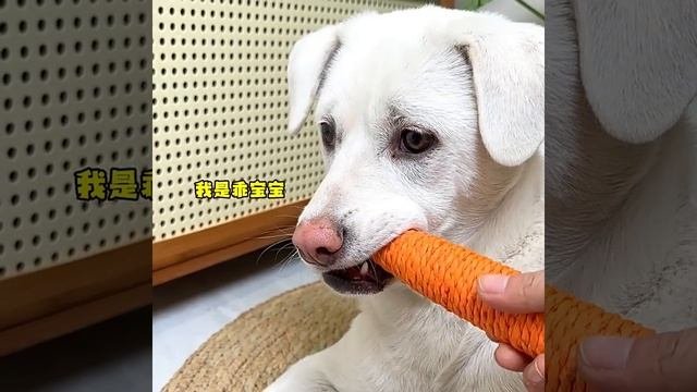 Товары для домашних животных