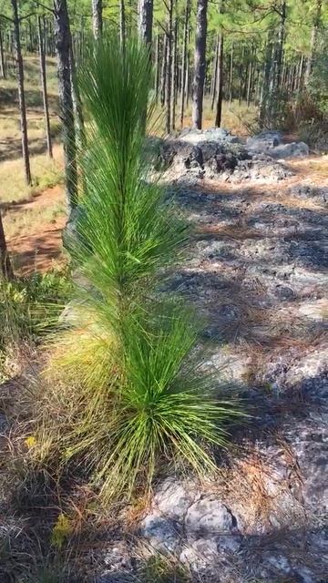 Episode 5.5: Backpacking Kisatchie National Forest - Longleaf Vista Interpretive Trail - Ultra Walk