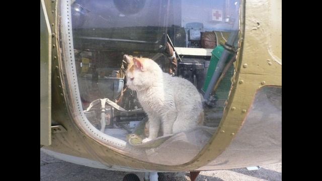 Кот-Пилот ВАСЬКА смотреть онлайн