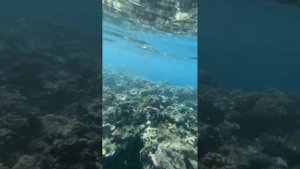 Шарм-эль-Шейх январь 2024! Акула Красное море)