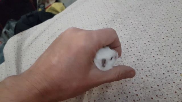 Беленькая беременная смотреть онлайн