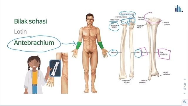 Anatomiya L Terminologiya L Tananing Qo’shimcha Hududlari