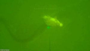 ЗРЕЛИЩНЫЕ ПОКЛЕВКИ Больших СОМОВ на разные приманки. Карася, Окуня. Подводная съёмка