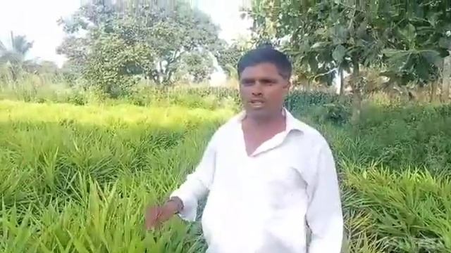 Valagro Kendal Root on Ginger crop смотреть онлайн