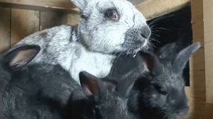 Последствия урагана, недельные кролики, пересаживаю перцы,кролики в вольере...