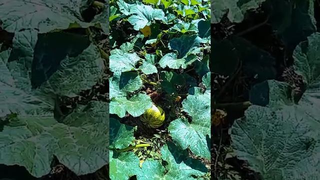 После долгого перерыва #лаванда #огород смотреть онлайн