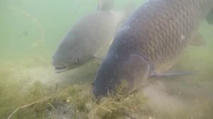Лучшая подборка видео о подводной ловле карпа 🐠🐋🐟