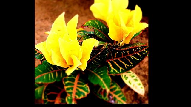 Croton Petra Plant  | Fast Growing