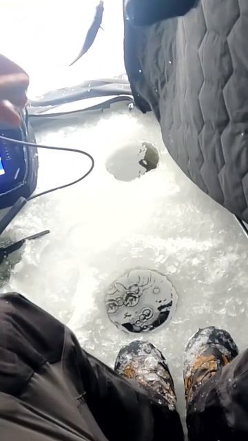 Garmin panoptix…. #icefishing #outdoors #fishing #subscribe #michigan #garmin #panoptix #livescope смотреть онлайн