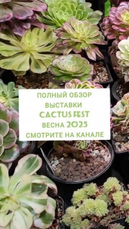 Выставка-ярмарка кактусов и суккулентов 2025